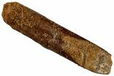 Fossil Sauropod Dinosaur (Rebbachisaurus) Tooth - Morocco #293651-1